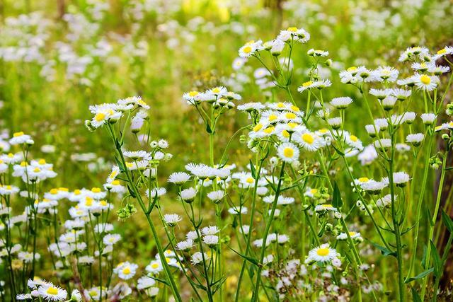 富硒茶能和菊花一起泡吗(用菊花泡茶的好处)-硒宝网