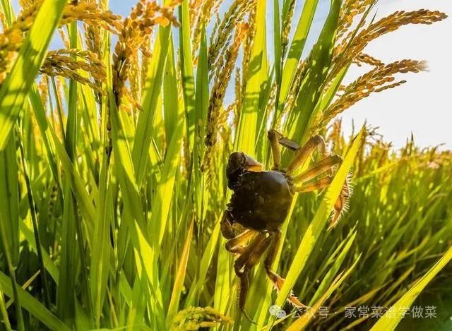 哈尔滨有机富硒大米品质(黑龙江富硒大米多少钱一斤)-硒宝网