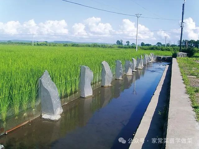 哈尔滨有机富硒大米品质(黑龙江富硒大米多少钱一斤)-硒宝网