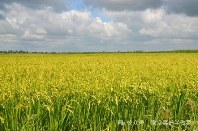 哈尔滨有机富硒大米品质(黑龙江富硒大米多少钱一斤)-硒宝网