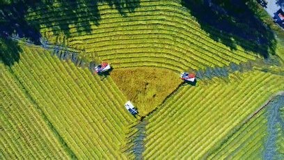 青岛有机富硒大米的丰收(富硒大米包装简介)-硒宝网