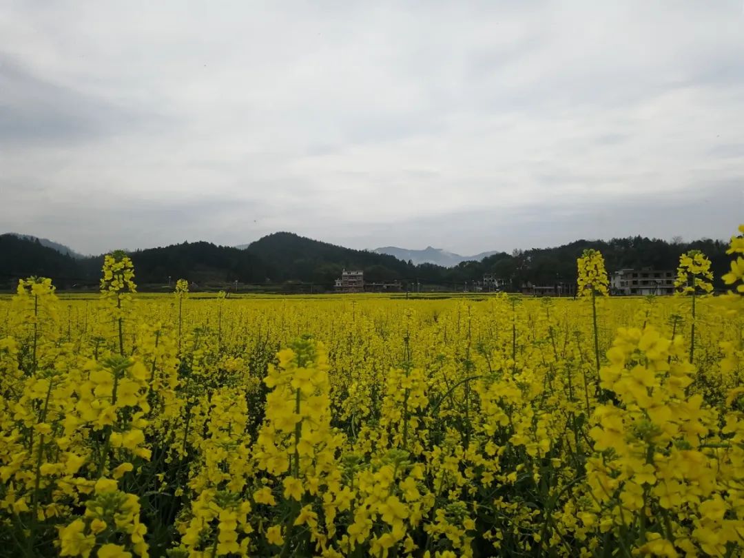 邵阳有机富硒大米的加工（富硒大米生产技术）-硒宝网