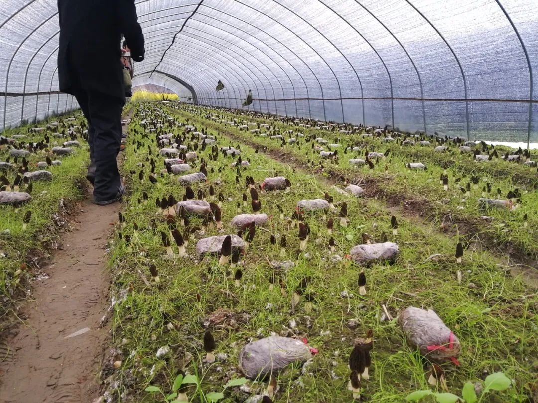 邵阳有机富硒大米的加工（富硒大米生产技术）-硒宝网