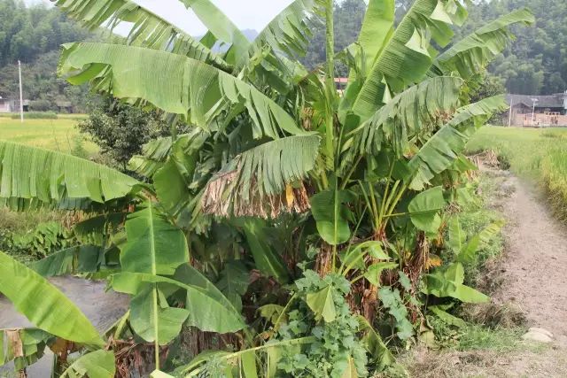 富硒大米什么时候开始吃(大米开始吃富硒时候吃什么)-硒宝网