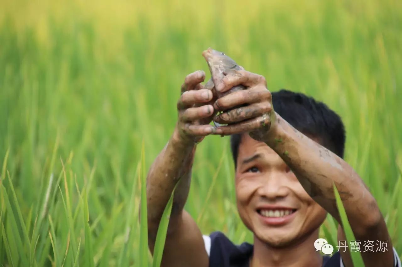 富硒大米什么时候开始吃(大米开始吃富硒时候吃什么)-硒宝网