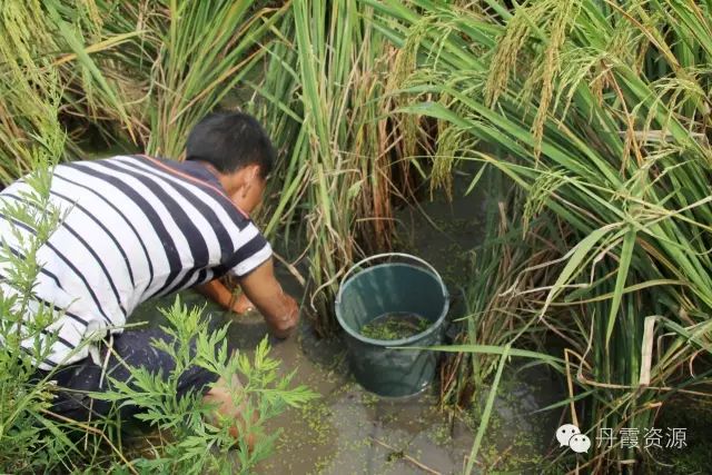 富硒大米什么时候开始吃(大米开始吃富硒时候吃什么)-硒宝网
