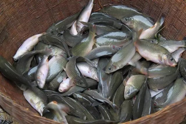 富硒大米什么时候开始吃(大米开始吃富硒时候吃什么)-硒宝网