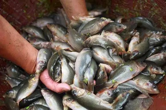 富硒大米什么时候开始吃(大米开始吃富硒时候吃什么)-硒宝网