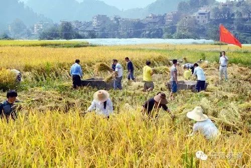 富硒大米什么时候开始吃(大米开始吃富硒时候吃什么)-硒宝网
