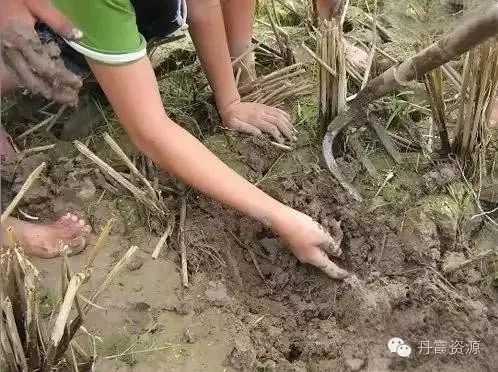 富硒大米什么时候开始吃(大米开始吃富硒时候吃什么)-硒宝网