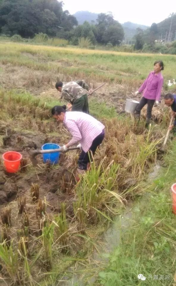 富硒大米什么时候开始吃(大米开始吃富硒时候吃什么)-硒宝网