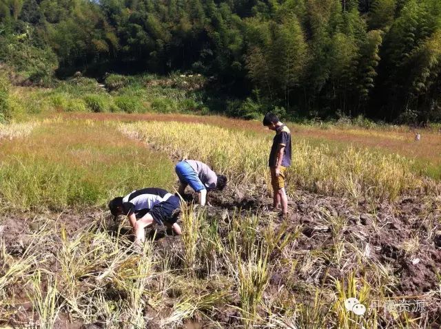 富硒大米什么时候开始吃(大米开始吃富硒时候吃什么)-硒宝网