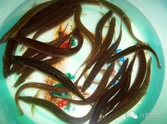 富硒大米什么时候开始吃(大米开始吃富硒时候吃什么)-硒宝网