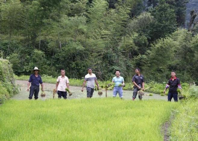 富硒有机大米的发展前景（富硒大米市场前景）-硒宝网