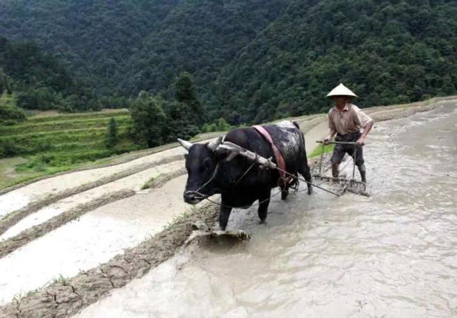 富硒有机大米的发展前景（富硒大米市场前景）-硒宝网