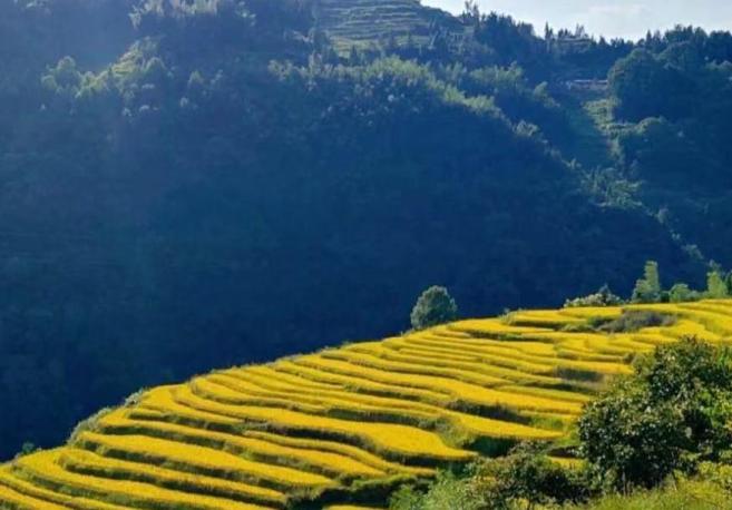 富硒有机大米的发展前景（富硒大米市场前景）-硒宝网