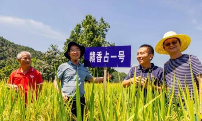 富硒有机大米的发展前景（富硒大米市场前景）-硒宝网