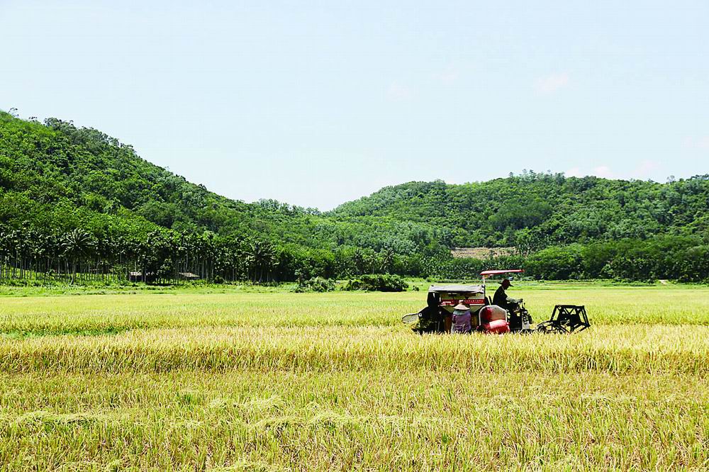 富硒大米可以做什么美食(富硒米可以代替大米作为主食吗)-硒宝网
