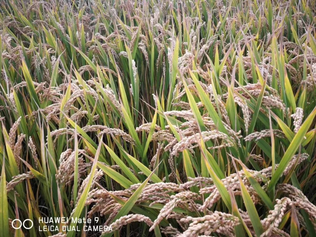 南通海门富硒大米好吃吗（南通海安大米）-硒宝网