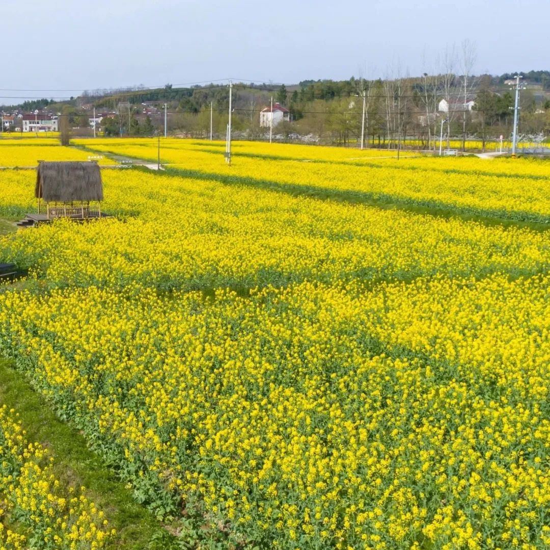 一亩好粮富硒零农残大米（据报道富硒大米有多种保健功能）-硒宝网