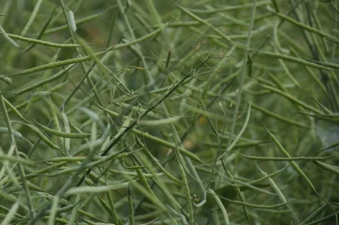 一亩好粮富硒零农残大米（据报道富硒大米有多种保健功能）-硒宝网