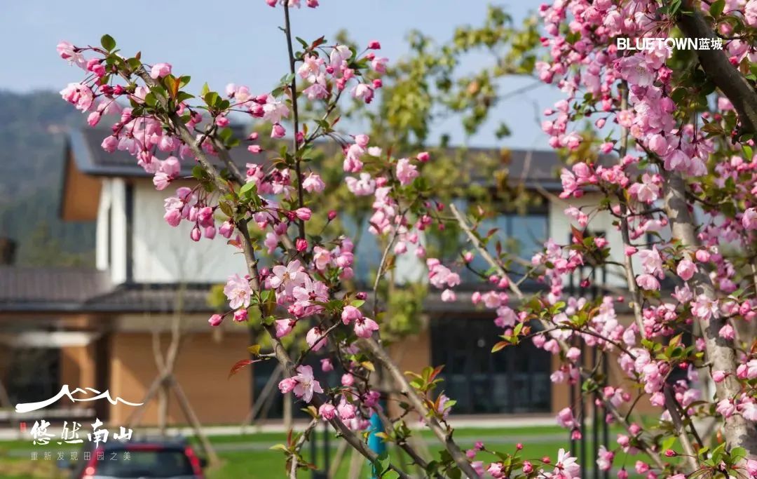一亩好粮富硒零农残大米（据报道富硒大米有多种保健功能）-硒宝网