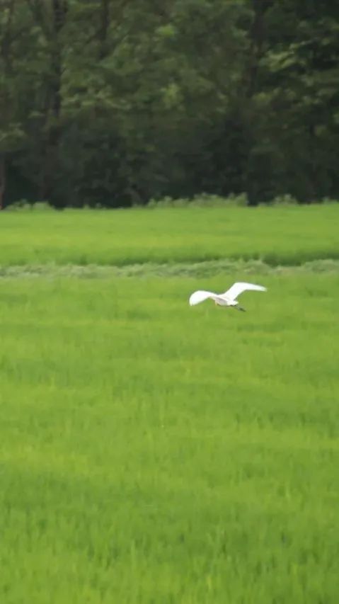 一亩好粮富硒零农残大米（据报道富硒大米有多种保健功能）-硒宝网