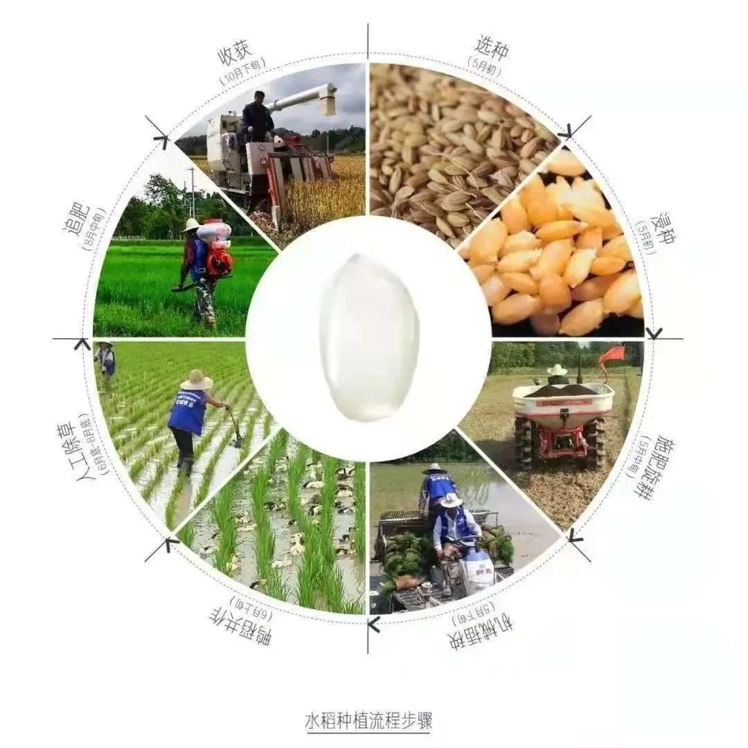 一亩好粮富硒零农残大米（据报道富硒大米有多种保健功能）-硒宝网