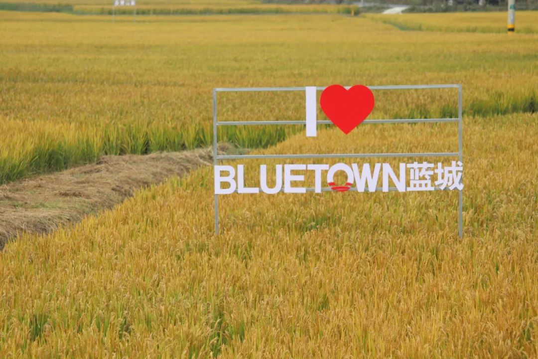 一亩好粮富硒零农残大米（据报道富硒大米有多种保健功能）-硒宝网