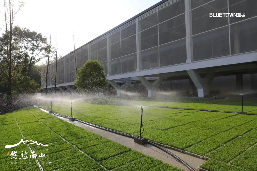 一亩好粮富硒零农残大米（据报道富硒大米有多种保健功能）-硒宝网