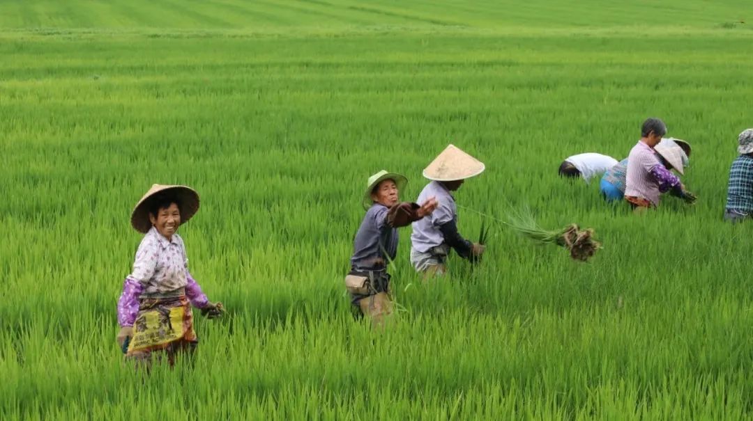 一亩好粮富硒零农残大米（据报道富硒大米有多种保健功能）-硒宝网