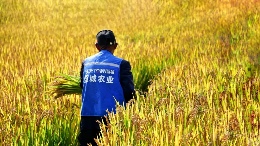 一亩好粮富硒零农残大米（据报道富硒大米有多种保健功能）-硒宝网