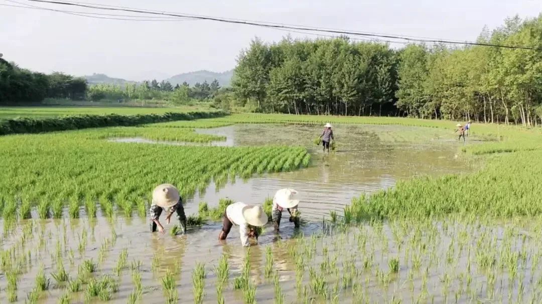一亩好粮富硒零农残大米（据报道富硒大米有多种保健功能）-硒宝网