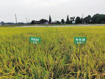 富硒大米硒含量越高怎样(大米的含硒量)-硒宝网