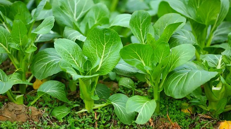 富硒大米是添加的硒元素（富硒大米中的硒指的是元素）-硒宝网