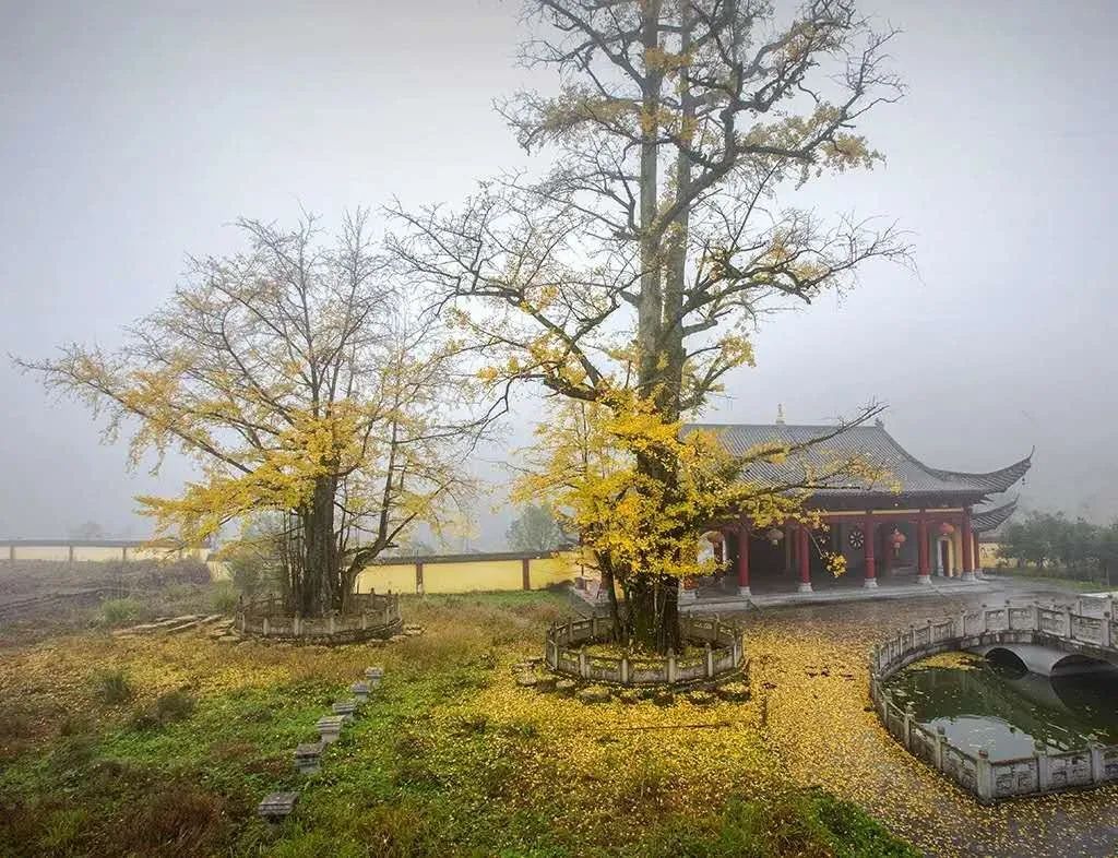 宜春富硒大米 温汤硒品（宜春含硒大米）-硒宝网