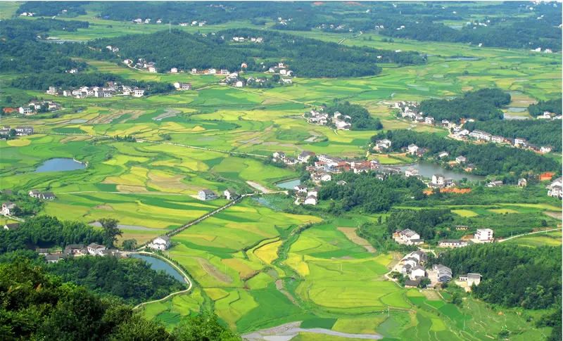 富硒大米是转基因大米吗(大米富硒标准)-硒宝网