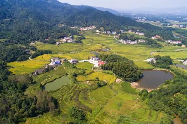 富硒大米是转基因大米吗(大米富硒标准)-硒宝网