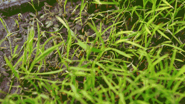 富硒大米是转基因大米吗(大米富硒标准)-硒宝网