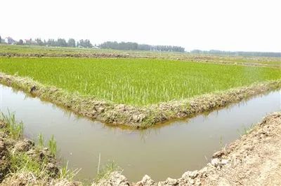 富硒大米是转基因大米吗(大米富硒标准)-硒宝网