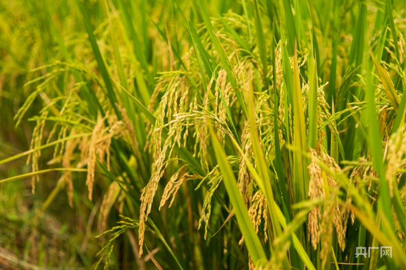 宜春富硒大米品牌袁隆平(袁隆平大米牌子)-硒宝网