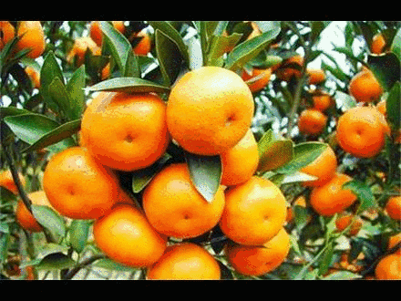 哈尔滨有机富硒大米动态(黑龙江的富硒大米如何)-硒宝网