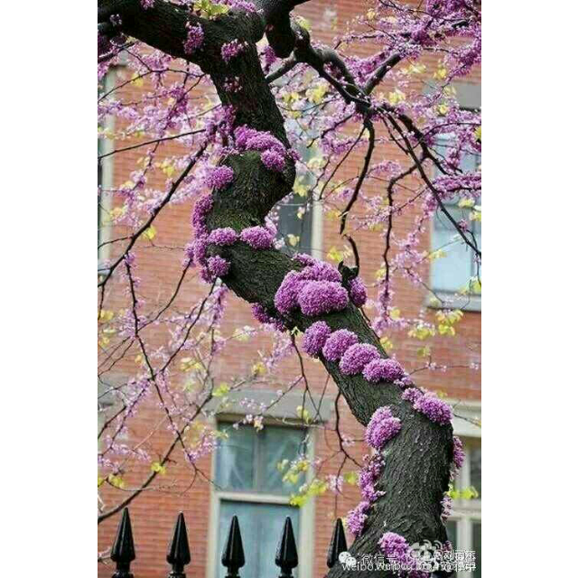 富硒大米是转基因大米吗（大米转基因好吗）-硒宝网