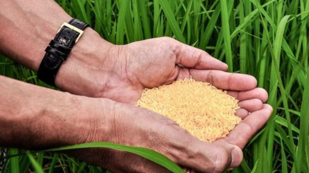 富硒大米是转基因大米吗（大米转基因好吗）-硒宝网