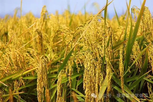 哈尔滨富硒大米产地土壤（黑龙江产的富硒大米哪里有卖）-硒宝网