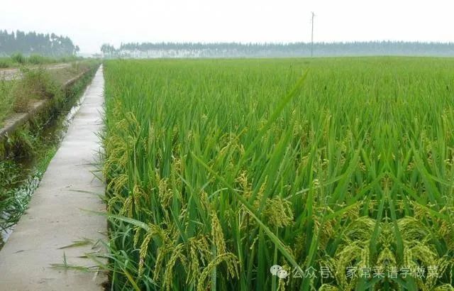 哈尔滨富硒大米产地土壤（黑龙江产的富硒大米哪里有卖）-硒宝网