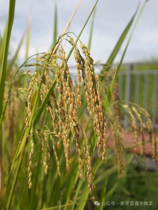 哈尔滨富硒大米产地土壤（黑龙江产的富硒大米哪里有卖）-硒宝网