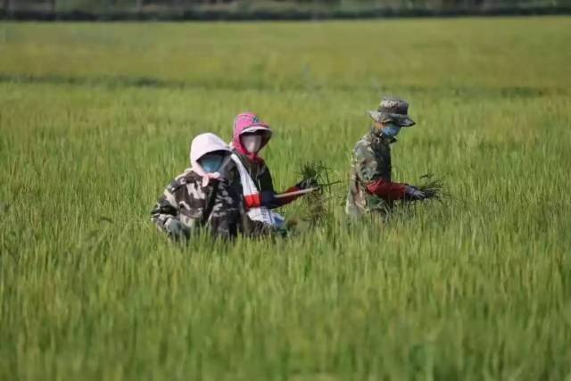 中硒米业辽河贡富硒大米(最好的富硒大米多少钱一斤)-硒宝网