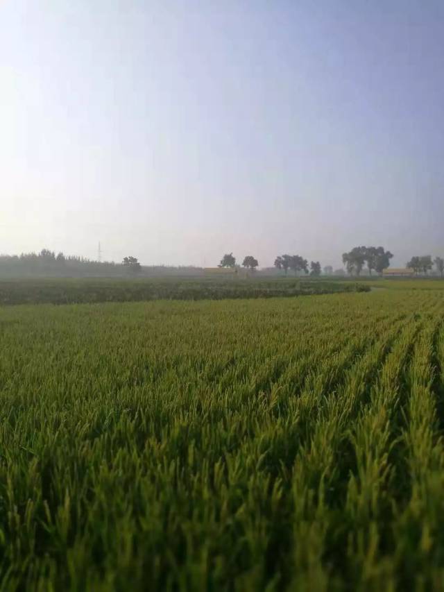 中硒米业辽河贡富硒大米(最好的富硒大米多少钱一斤)-硒宝网