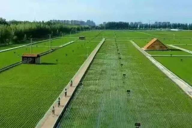 中硒米业辽河贡富硒大米(最好的富硒大米多少钱一斤)-硒宝网